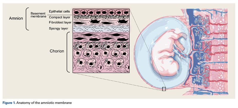 Amniotic Tissue and Membrane anatomy