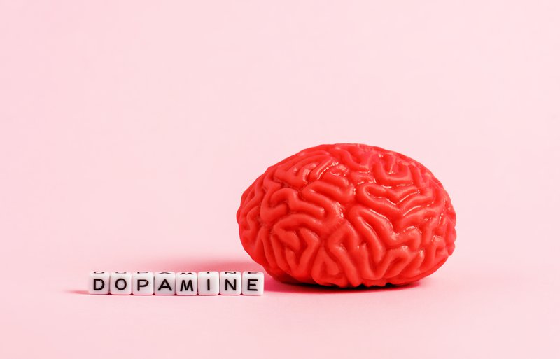 Model of the human brain with letter cubes with the inscription dopamine on a pink background.