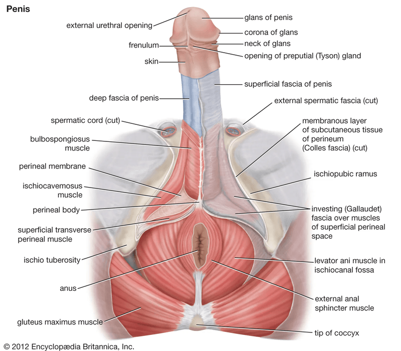 anatomy of the penis